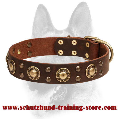Splendid Dog Leather Collar with Brass-Covered Decorations