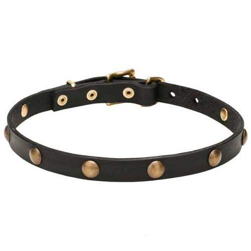 Leather Dog Collar with Goldish Brass Hardware