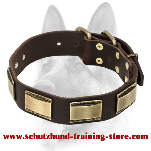 Designer Dog Leather Collar with Brass Covered Plates