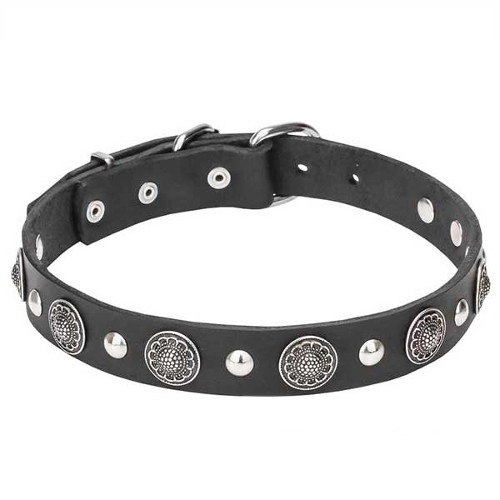 "Shiny Charm" Leather Dog Collar with Silver-Like Conchos and Half-Ball Studs