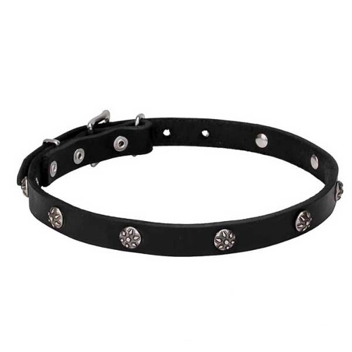 "Sparkling Beauty" Leather Dog Collar with Chrome Plated Engraved Studs