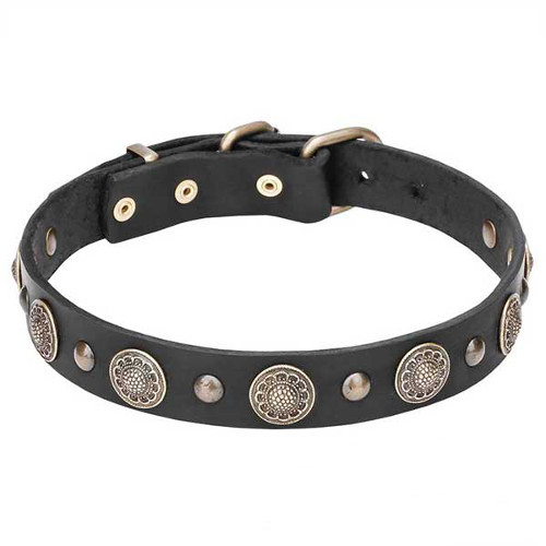 Stylish Leather Dog Collar with Brass Circles and Small Studs