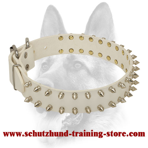 Beautiful White Dog Spiked Leather 【Collar】 Schutzhund Training