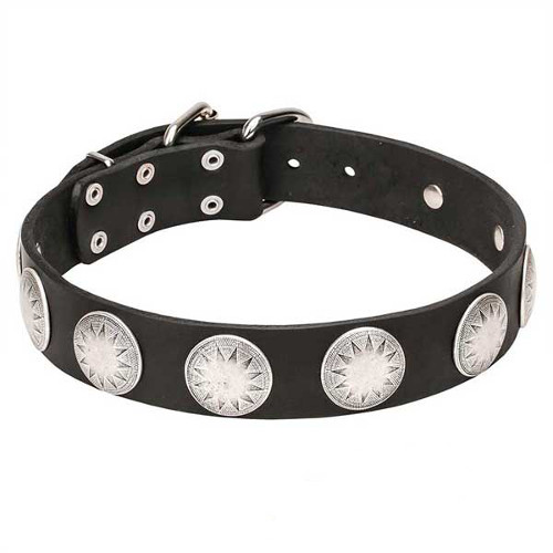 Wide Leather Dog Collar with Chrome Plated Circles
