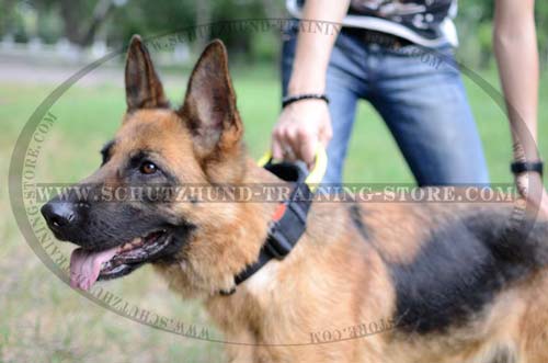 Reliable Nylon Dog Collar For Schutzhund Training