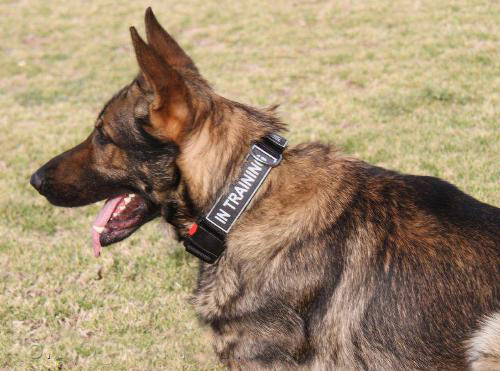 All Weather Nylon Dog Collar With Patches-SAR Handmade Schutzhund Collar