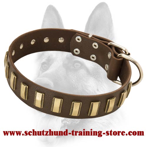 Fascinating Wide Leather Dog Collar With Gold Colored Plates for All Dog Breeds