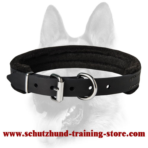 Padded Leather Collar for All Dog Breeds 1 inch (2.5 cm) width