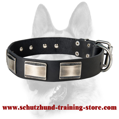 Extremely Fashionable Training Leather Dog Collar for Your Schutzhund Breed