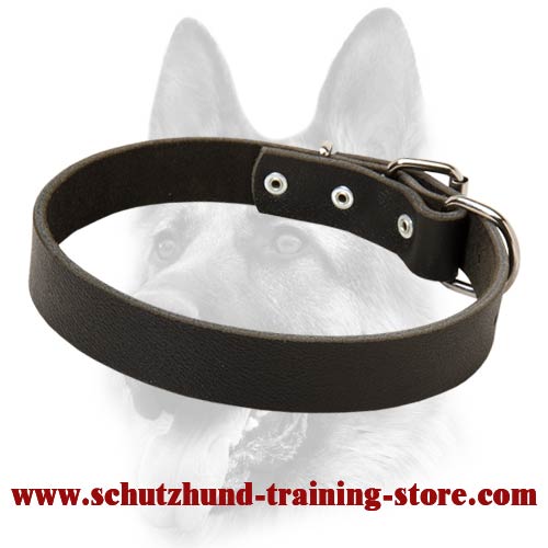 Designer Leather Dog Collar Meant For Schutzhund Training