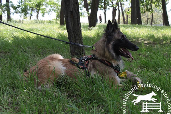 Tervuren leather leash with rust-proof nickel plated hardware for quality control