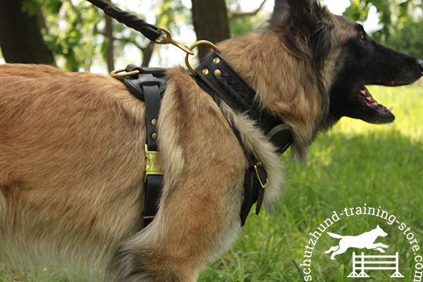 Tervuren leather leash with rustless brass plated hardware for professional use