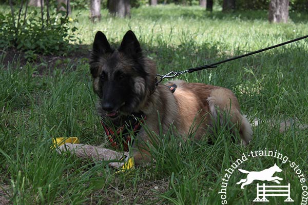 Tervuren leather leash with rust-free brass plated hardware for perfect control