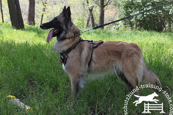 Tervuren leather leash with rust-proof brass plated hardware for walking