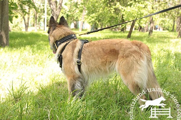 Tervuren leather leash with braids with brass plated hardware for quality control