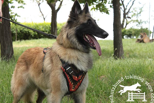 Tervuren leather leash with rustless hardware for walking