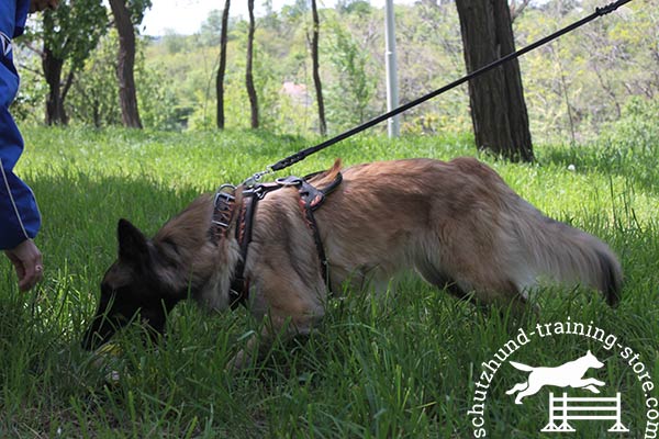 Tervuren leather leash with rustless nickel plated hardware for better comfort