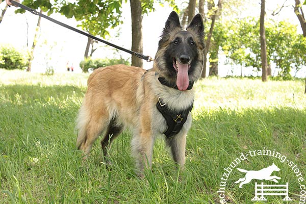 Tervuren leather leash with rust-resistant brass plated hardware for basic training