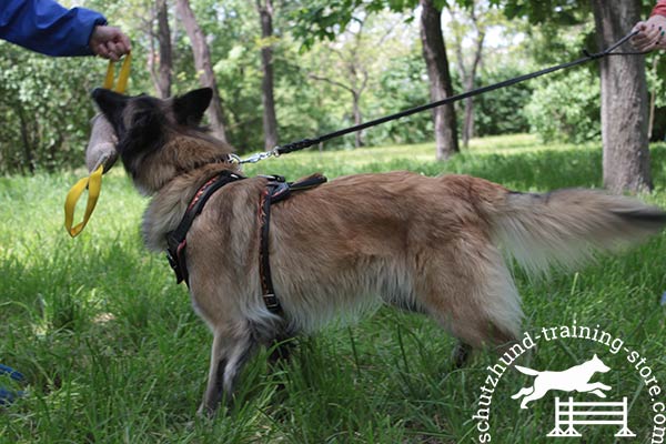 Tervuren leather leash of genuine materials with nickel plated hardware for walking
