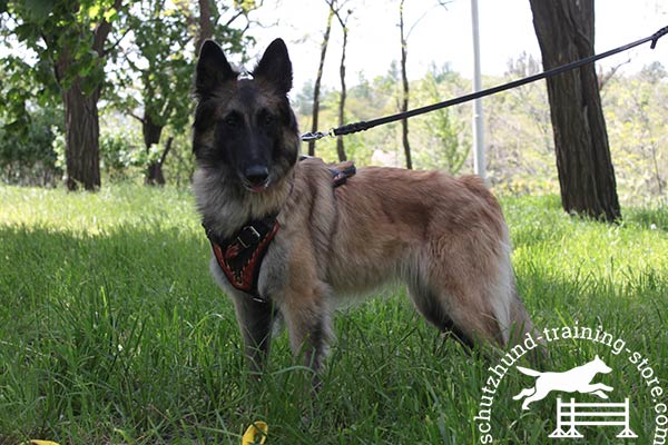 Tervuren leather leash with rust-free hardware for daily activity