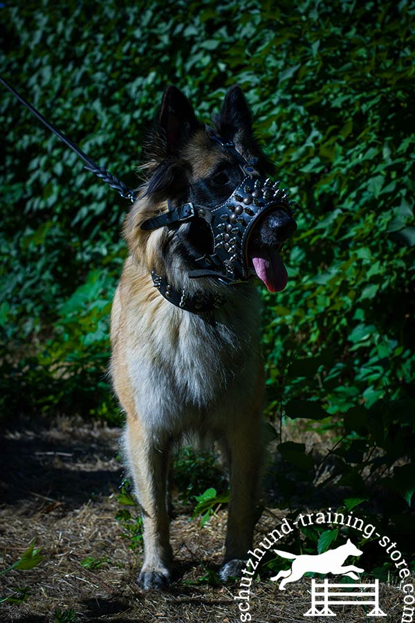 Leather Tervuren muzzle for long walking