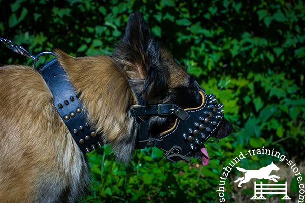 Padded leather Tervuren muzzle