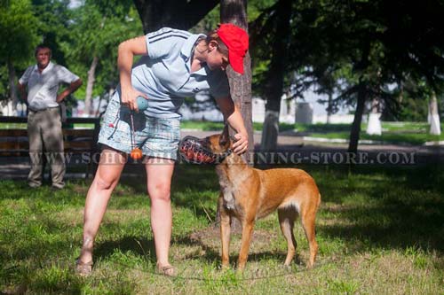 Easy  Walking Dog Harness