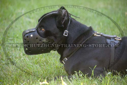 Walking Dog Muzzle