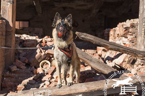 Tervuren leather muzzle painted with traditional buckle for walking in style