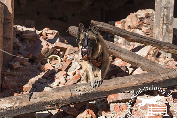 Leather Tervuren muzzle for active rest