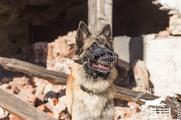 Tervuren wire basket muzzle with rustless fittings for basic training