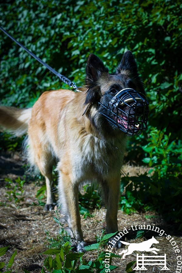 Wire Tervuren muzzle for obedience training