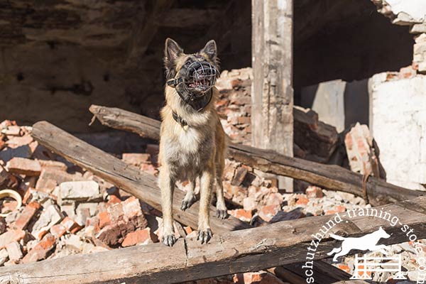 Functional wire Tervuren muzzle for training and walking