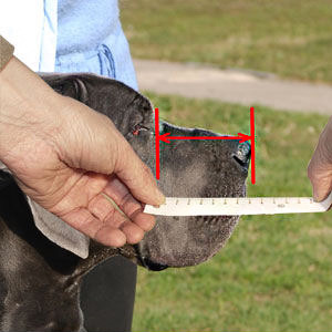 Measuring your working dog