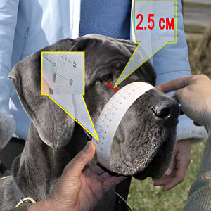 Taking snout measurements of your dog