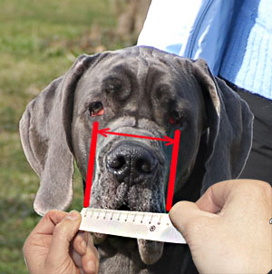 Remember how to measure your dog's face