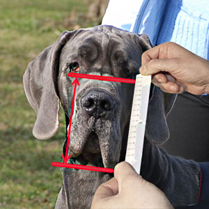 Measuring your dog's snout proportions