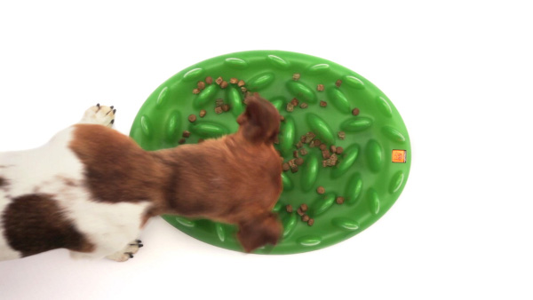 Quality Dog Feeder Good for Both Dry and Wet Food